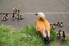 Ruddy Shelduck (Tadorna Ferruginea Duck) With Small Ducklings Swiming In Pond, Close Up