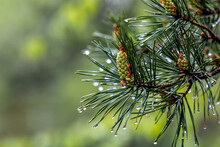 Fresh Green Pine Cone After The Rain With Waterdrops On Needles