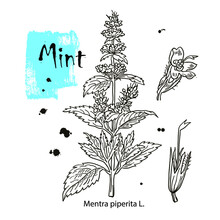 Mint , Botanical Drawing. Herbal Tea Set. Hand Drawn. Medicinal Plant.