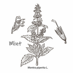 Mint , botanical drawing. Herbal tea set. Hand drawn. Medicinal plant.