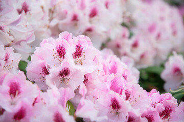 Wall Mural - Pink rhododendron flowers in spring park