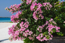 Bushes With Pink Flowers On The Maldives.