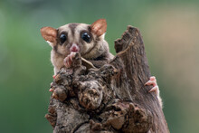 Sugar Gliders Are Palm-size Possums