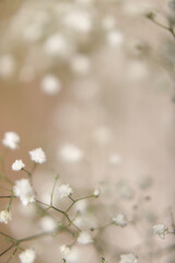 macro photography of dried gypsophile flowers, art soft focus