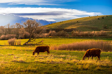 Cattle Grazing On A Rural Farm In Montana
