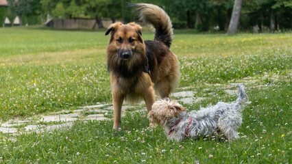 Wall Mural - Adorable game, in the middle of the meadow, between a young long-haired German shepherd and a young gray and blond yorkshire terrier