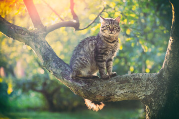 Cat sitting on an apple tree branch in the garden