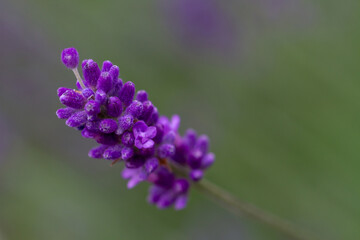 Wall Mural - Close-up of buds of blue lavender