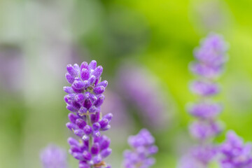 Wall Mural - Close-up of buds of blue lavender