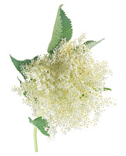 Elderberry Branch With Flowers And Leaves Isolated On A White Background. Blossoming Elder. Sprig Of Sambucus.
