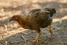 Close-up Portrait Of A Young Hen. Young Chicken On A Natural Background, On A Farm. Poultry Close-up On The Farm.