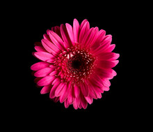 Hot Pink Gerbera Daisy On Black Background