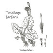 Coltsfoot tussilago farfara - medicinal plant. Hand drawn botanical vector illustration