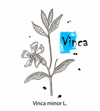 Vinca Minor, Vintage Engraved Illustration. More Realistic Botanical Illustration. Image For Your Design.