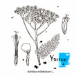 Yarrow. Vector hand drawn plant. Botanical plant illustration. Vintage medicinal plant sketch.