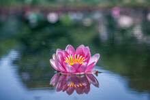 Pink Water Lily Or Lotus Flower Reflected In Water