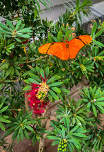 Orange Julia Butterfly In The Lewis Ginter Botanical Garden In Richmond Virginia