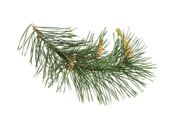 pine branch (pinus sylvestris) at the time of flowering male flowers. isolate, clipping path, no sha