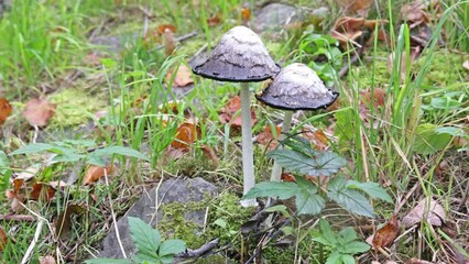 Wall Mural - Video with toadstools. Poison mushrooms in forest close-up