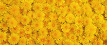 Background And Texture Of Yellow Dandelions. Panorama. View From Above.