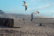 Two Sea Gulls Fly At The Beach In Cadzand, Netherlands. The European Herring Gull, Larus Argentatus, Flying At The Sea