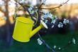 yellow watering can hanging from branch of cherry blossoms