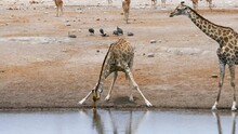 Giraffes And Guinea Fowls Drink Water From A Small Pond Or Waterhole In Etosha, Namibia. Wild Safari In Africa. Safari Ride. A Game Drive. Wildlife Watching In The Comfort 4WD Open Safari Vehicle.