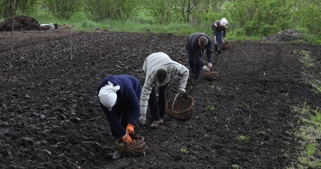 Wall Mural - People in the field in the garden with a tillerblock to plant potatoes.