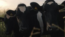 Farm with cattle grazing, closeup of cows