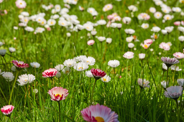 Wall Mural - Blooming lawn in a city park. Daisy flowers (Bellis annua), green grass. Soft sunlight. Spring, early summer. Landscaping design, gardening, botany, peace and joy concepts