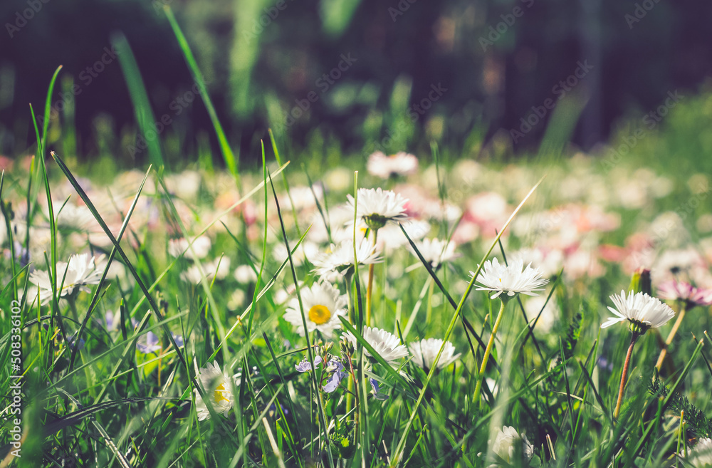 White flowers background. Texture grass. Pattern texture of leaves. Plants texture for designers. Tropical leaves texture. Background tropical grass. Plants pattern. Background wallpaper. Closeup gree
