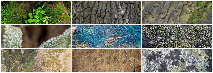 Wall Mural - Set of natural textures. Nature objects close-up: trunks and bark of trees, foliage of plants, surface of stones, grass and lichen, hoarfrost and snow. Collection of panoramic backgrounds for design.