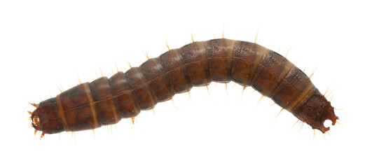 Canvas Print - Top view of a click beetle, Harminius undulatus larva isolated on white background