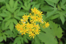 Butterweed Blooms At Iroquois Woods In Park Ridge, Illinois