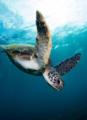 turtle swimming