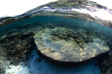 Wall Mural - coral reef