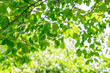 green leaves background in sunny day