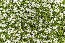 White Sweet Alyssum Flowers Background.