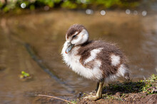 Egyptian Goose Gosling Resting On A Riverbank In Londonv