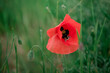 Close up of a wild red poppy flower on a meadow