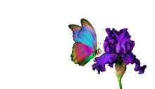 Bright Colorful Morpho Butterfly On Purple Iris Flower In Water Drops Isolated On White