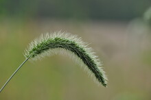 Wild Grass Seed Head Up Close