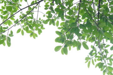 Wall Mural - Green leaf and branches on white background