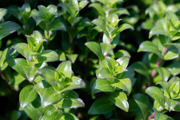 green plants in indoor botanical garden.