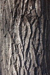 Surface of dry bark of field elm tree