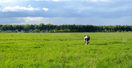 Panoramic view of the countryside landscape with black and white cow grazing on the lush green grass. Natural feeding.