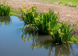 Sumpf-Schwertlilie Iris pseudacorus an einem Teich
