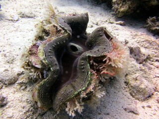 Sticker - giant clam of the red sea, Egypt