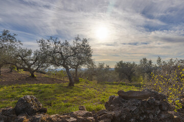 Wall Mural - Rural agricultural field in Portugal with olive trees.