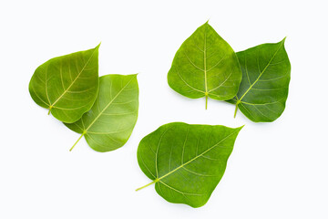 Green bodhi leaf on a white background.